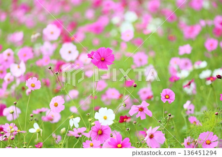 cute cosmos flowers 136451294