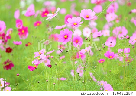 cute cosmos flowers 136451297