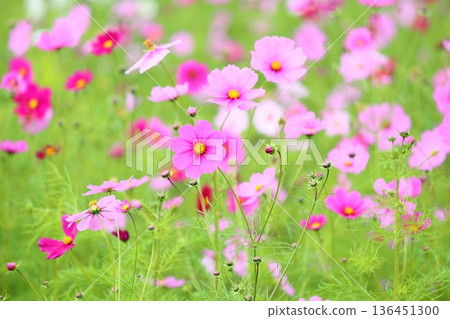 cute cosmos flowers cute cosmos flowers 136451300