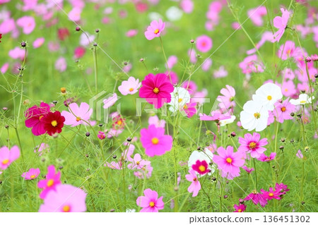 cute cosmos flowers cute cosmos flowers 136451302