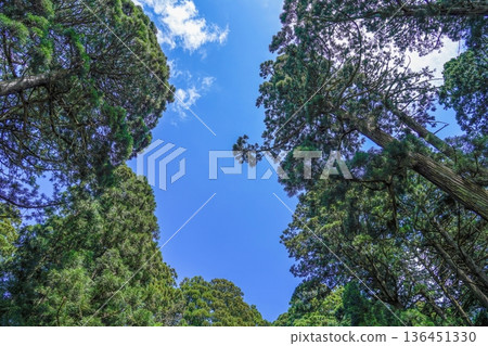 A cedar forest landscape looking up at the clear sky. An image of forest bathing and healing. A cedar forest landscape looking up at the clear sky. An image of forest bathing and healing. 136451330