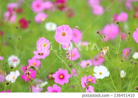 cute cosmos flowers 136451410