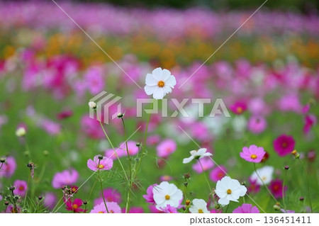 Refreshing cosmos flowers 136451411