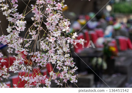 Photographing the cherry blossoms at Chohoji Temple, commonly known as Rokkakudo, in Nakagyo Ward, Kyoto City, the birthplace of Ikebana 136451542