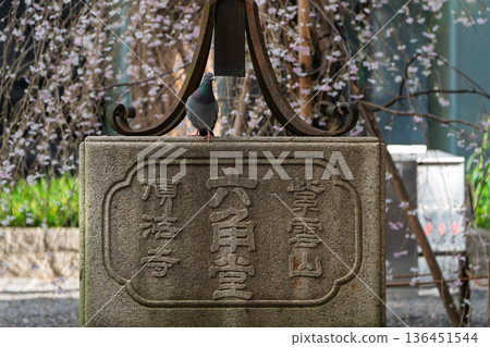 Photographing the cherry blossoms at Chohoji Temple, commonly known as Rokkakudo, in Nakagyo Ward, Kyoto City, the birthplace of Ikebana 136451544