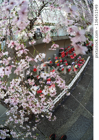 在京都市中京區長峰寺(俗稱六角堂)拍攝櫻花,這裡是插花藝術的發源地。 在京都市中京區長峰寺(俗稱六角堂)拍攝櫻花,這裡是插花藝術的發源地。 136451549