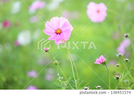 可愛的宇宙花 可愛的宇宙花 136451574
