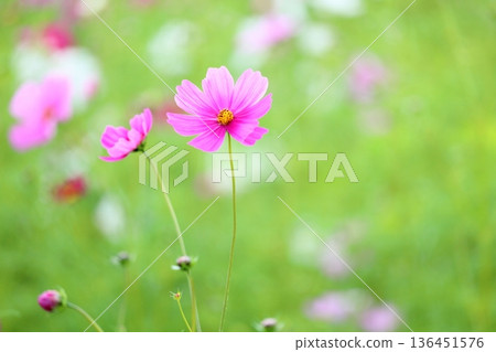 cute cosmos flowers cute cosmos flowers 136451576