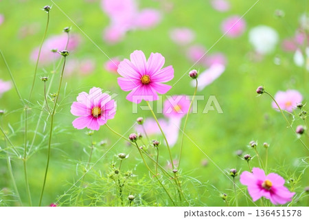 可愛的宇宙花 可愛的宇宙花 136451578