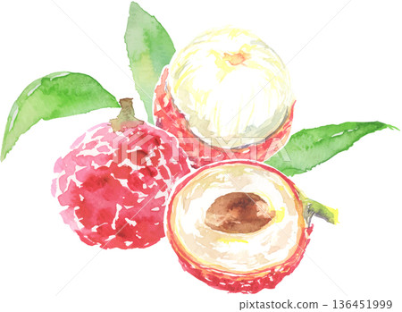 荔枝水彩插畫向量圖 136451999