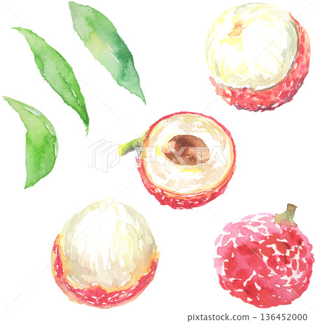 Lychee watercolor illustration vector Lychee watercolor illustration vector 136452000