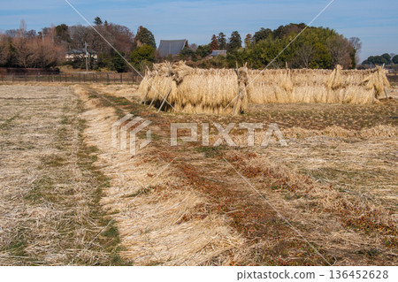 Ridge of rice field 136452628