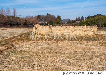 稻田秸杆 稻田秸杆 136452629