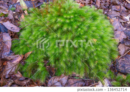 Cypress moss Yakushima National Park (winter) Cypress moss Yakushima National Park (winter) 136452714
