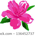 Azalea illustrations with watercolor and oil painting-like touches, spring imagery 136452737