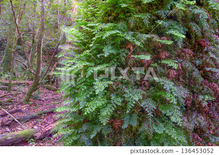 苔蘚科植物,屋久島國立公園(冬季) 苔蘚科植物,屋久島國立公園(冬季) 136453052