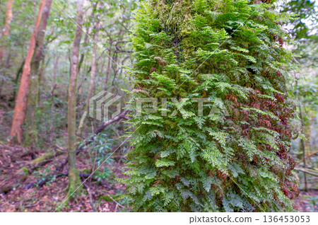 苔蘚科植物,屋久島國立公園(冬季) 苔蘚科植物,屋久島國立公園(冬季) 136453053