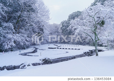[Chiba City, Chiba Prefecture] Izumiya Park: Snow-covered iris fields 136453084