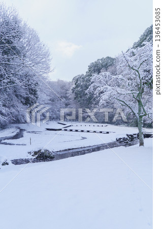 【千葉縣千葉市】泉宮公園：白雪覆蓋的鳶尾花田 136453085