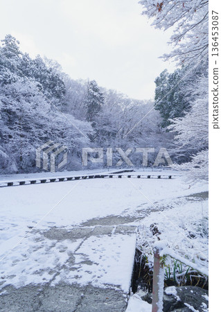 【千葉縣千葉市】泉宮公園:白雪覆蓋的鳶尾花田 【千葉縣千葉市】泉宮公園:白雪覆蓋的鳶尾花田 136453087