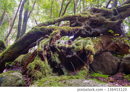 日本最美的苔蘚森林：屋久島國立公園（冬季） 136453120