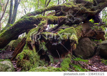 日本最美的苔蘚森林：屋久島國立公園（冬季） 136453121