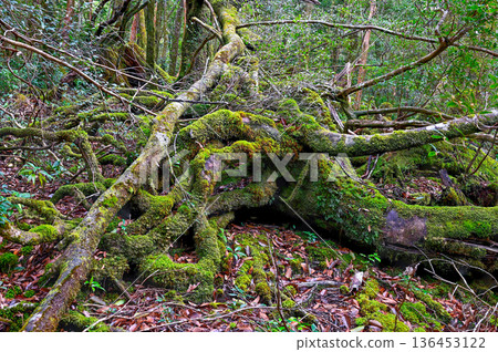 日本最美的苔蘚森林：屋久島國立公園（冬季） 136453122
