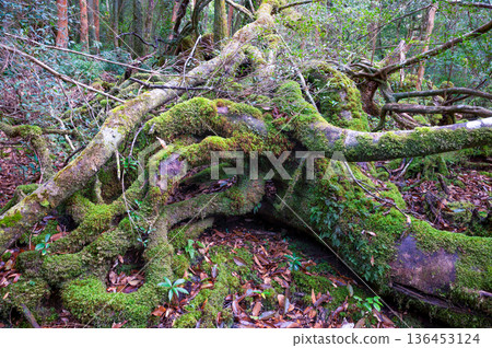 Japan's most beautiful moss forest: Yakushima National Park (Winter) 136453124