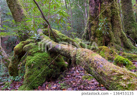 日本最美的苔蘚森林：屋久島國立公園（冬季） 136453135