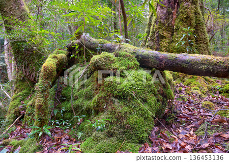 Japan's most beautiful moss forest: Yakushima National Park (Winter) 136453136