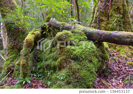 Japan's most beautiful moss forest: Yakushima National Park (Winter) 136453137