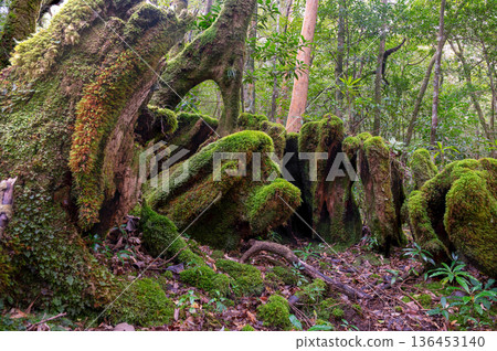 日本最美的苔蘚森林：屋久島國立公園（冬季） 136453140