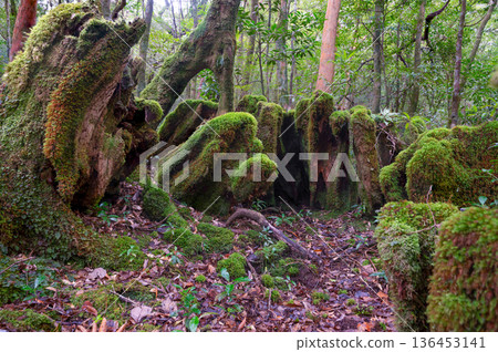 日本最美的苔蘚森林:屋久島國立公園(冬季) 日本最美的苔蘚森林:屋久島國立公園(冬季) 136453141