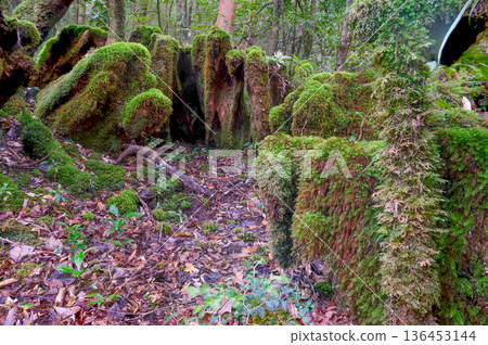 日本最美的苔蘚森林:屋久島國立公園(冬季) 日本最美的苔蘚森林:屋久島國立公園(冬季) 136453144