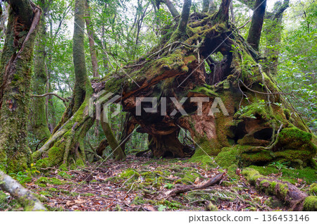 Japan's most beautiful moss forest: Yakushima National Park (Winter) Japan's most beautiful moss forest: Yakushima National Park (Winter) 136453146