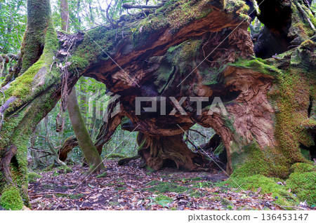 Japan's most beautiful moss forest: Yakushima National Park (Winter) 136453147