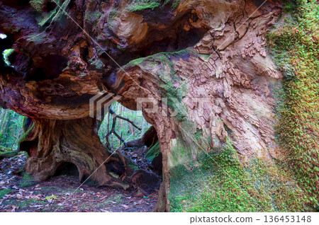 Japan's most beautiful moss forest: Yakushima National Park (Winter) 136453148