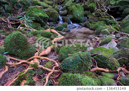 The most beautiful moss valley in Japan: Yakushima National Park (Winter) The most beautiful moss valley in Japan: Yakushima National Park (Winter) 136453149