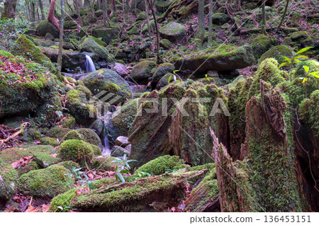 日本最美的苔蘚谷：屋久島國立公園（冬季） 136453151