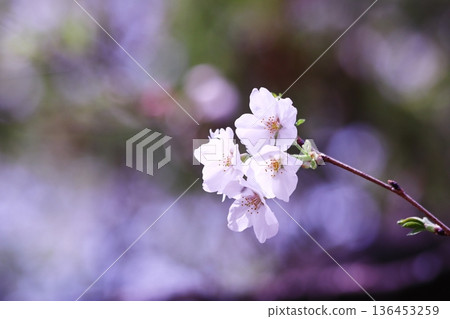 Beautiful cherry blossom landscape 136453259