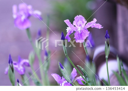 春天裡美麗的鳶尾花 春天裡美麗的鳶尾花 136453414