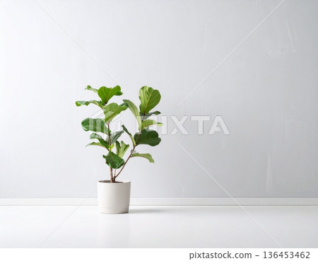 A cute Fiddle-leaf fig plant in front of the wall A cute Fiddle-leaf fig plant in front of the wall 136453462