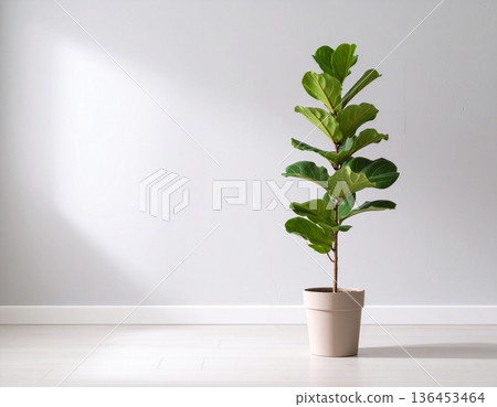 A cute Fiddle-leaf fig plant in front of the wall A cute Fiddle-leaf fig plant in front of the wall 136453464