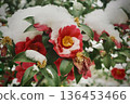 A bright red camellia covered in snow. A dignified winter flower blooming in a winter garden. 136453466