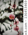 Snow on the branches and red plum blossoms. A nostalgic winter garden close-up 136453469
