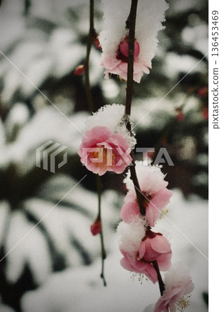 Snow on the branches and red plum blossoms. A nostalgic winter garden close-up 136453469