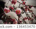 Snow-covered red plum branches. Image material for Japanese-style designs and early spring. 136453470