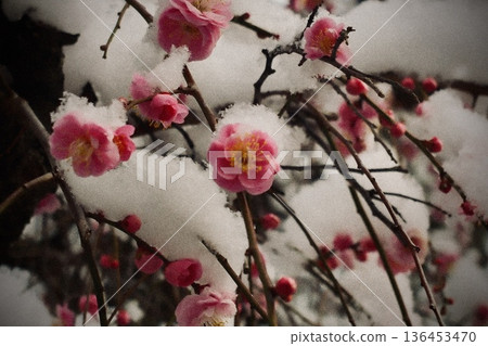 Snow-covered red plum branches. Image material for Japanese-style designs and early spring. 136453470