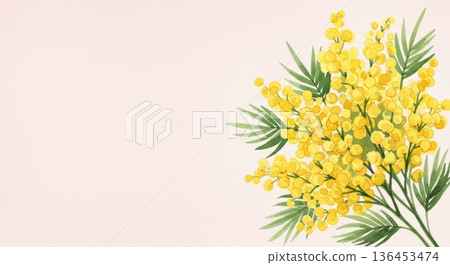 可愛的水彩含羞草花插畫 | 春日感恩/國際婦女節 136453474