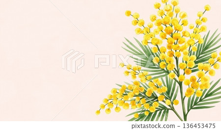 可愛的水彩含羞草花插畫 | 春日感恩/國際婦女節 136453475